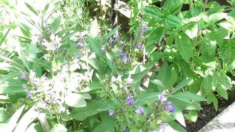 Bumblebees in sage flower Stock Footage 339362525