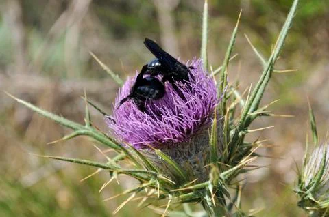 Bumblebees in the same flower 스톡 사진