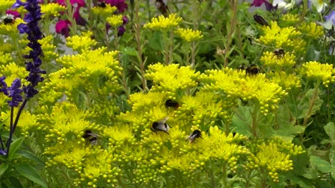 Bumblebees on the Sedum rupestre L. plant pollinating it. Stock Footage