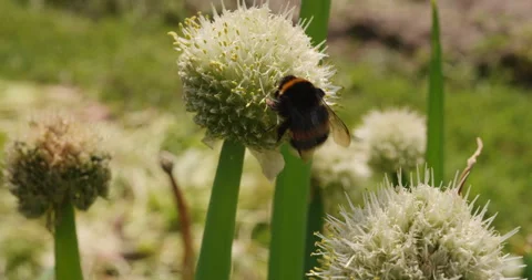 Bumblebees on spring onion flowers Stock Footage 242246623