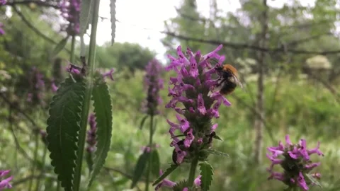 Bumblebees on summer meadow flowers Stock Footage