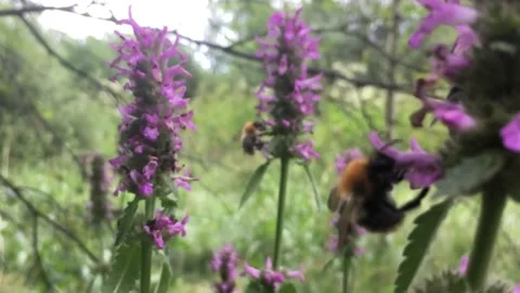 Bumblebees on summer meadow flowers Stock Footage 157565116
