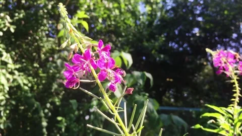 Bumblebees on summer meadow flowers. Stock Footage 157690505