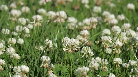 Bumblebees on a summer meadow Stock Footage 134999953