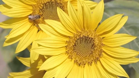 Bumblebees on a sunflower Stock Footage 78056453