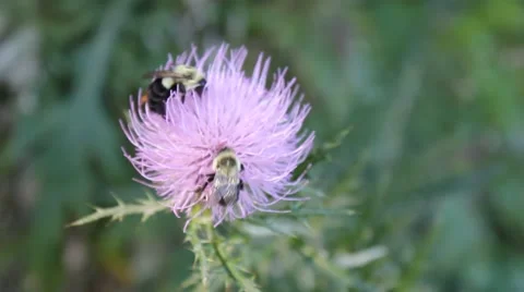 Bumblebees on a thistle flower Stock Footage 41294823