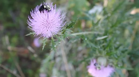 Bumblebees on thistle flowers Stock Footage 41295248