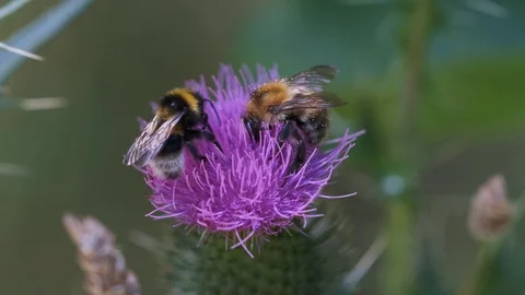 Bumblebees on a thistle Stock-Footage 93412025