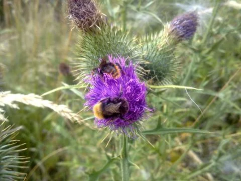 Bumblebees on the thistle Foto stock
