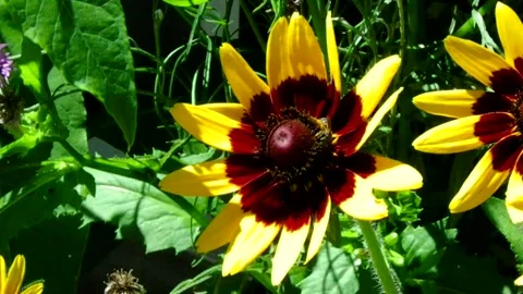 Bumblebees on a Yellow Flower Stock Footage 134984208