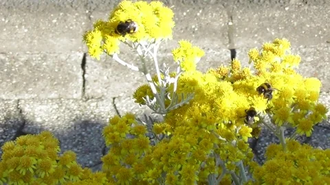 Bumblebees on a yellow flower Stock Footage 338065396