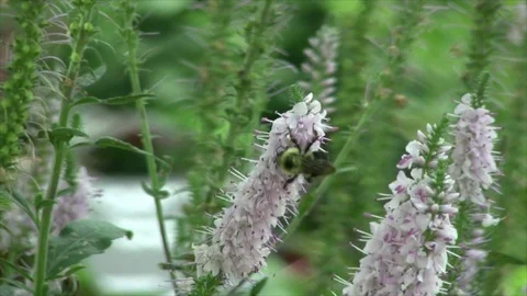 Bumblee Bee Harvesting Video stock 82394022