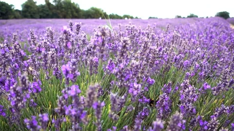 Bumblee Bee in Lavender field Stock Footage 211427166