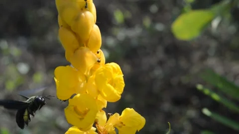 Bumblee bee vestal perched on a yellow flower Video stock 212556432