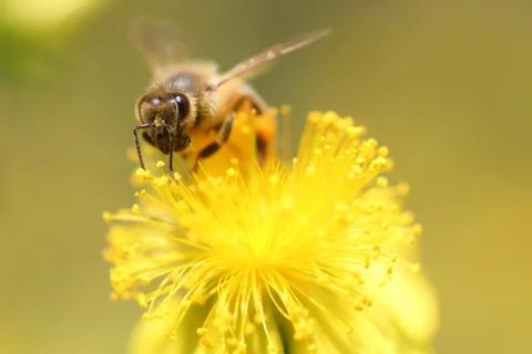 A bumblee on a flower Stock Photos