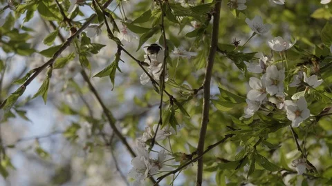 Bumblee in a Lost Place (Associative Sequence) Stock Footage 127843434