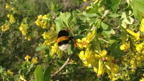 Bumblee pollinates Yellow flowers of the blossoming black currant Close Up Stock Footage 89327749