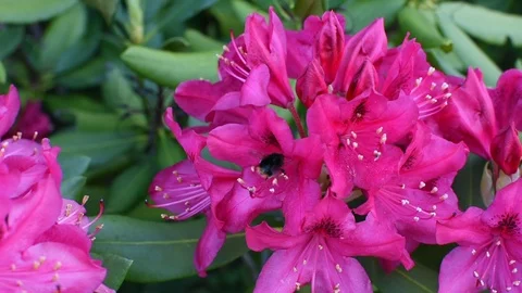 Bumbleebees and rhododendron Video stock 108963631