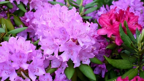 Bumbleebees and rhododendron 스톡 동영상 108963654