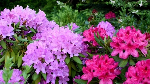 Bumbleebees and rhododendron Video stock 108963664