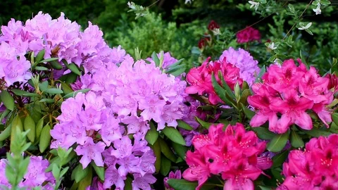 Bumbleebees and rhododendron Video stock 108963667