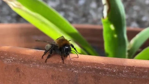 Bumbleee on a Plant Pot Edge Stock Footage 131450585