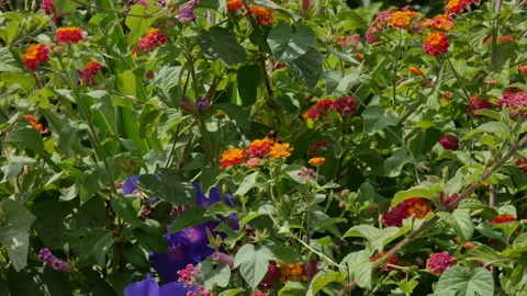 Bumbles bees collecting pollen from wild flowers 動画素材 248445589