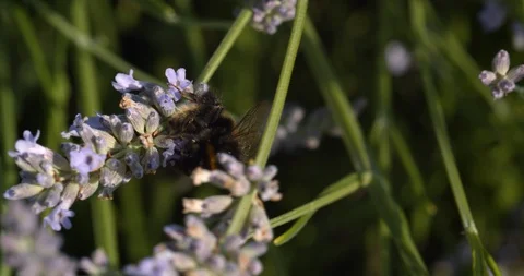 A bumbling bee climbs over branch to fly away Stock Footage 113148327