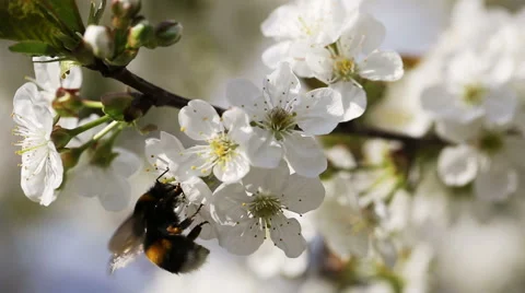 Bumlebee Pollinating Flowers Of Cherry Tree Stockbeeldmateriaal 63085119