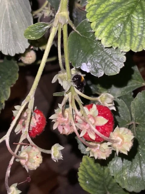 Bummble bee sleeping on strawberry /Framberry plant by night Stock Footage 220108298