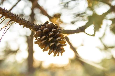 A bump on the Branch. Close-up Foto stock