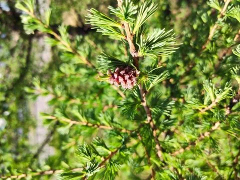 Bump on a branch Foto stock