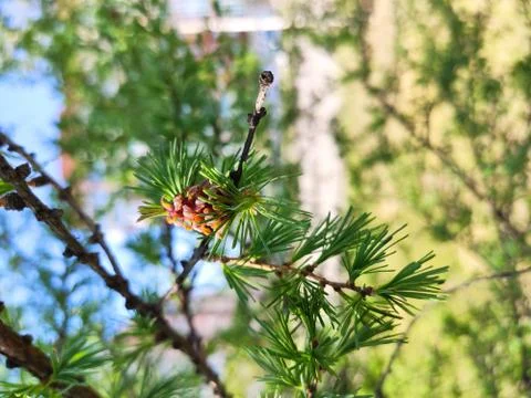 Bump on a branch Stock Photos