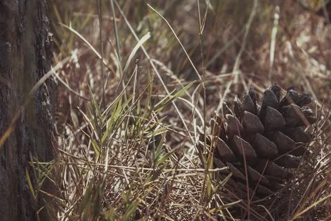 A bump close-up, lying in the grass under sunlight somewhere in the autumn fo Stock Photos