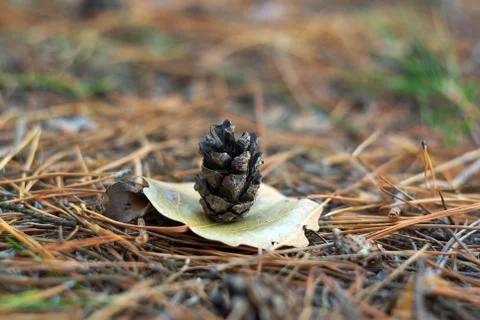 Bump in the forest Stock Photos