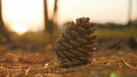 Bump on the Ground Stock Footage 89738705