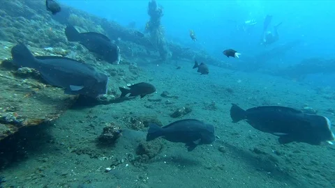 Bump head parrot fish Stock Footage 118280118