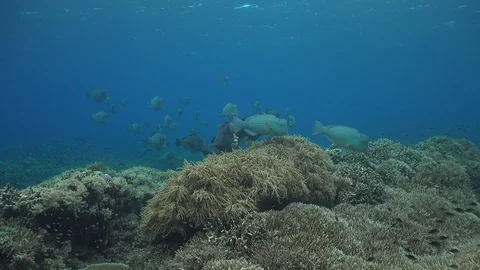 Bump head parrot fish Stock Footage 120110680