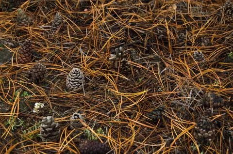 Bump pine in the forest among pine needles Stock Photos