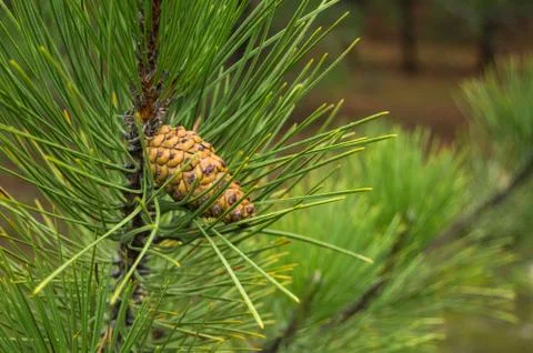 Bump on the pine in forest close up Stock Photos