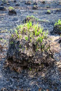 A bump with several leaflets of green grass recovering after field fire. Stock Photos