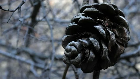 A bump on a tree branch Stock Footage 224554247