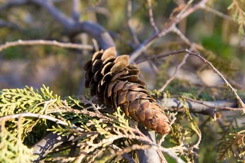 Bump on the tree Stock Photos