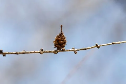 Bump on a tree in the woods Stock Photos