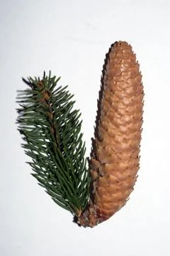 Bump with trees Stock Photos