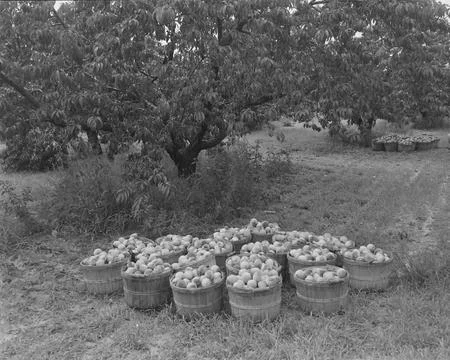 Bumper Harvest Stock Photos