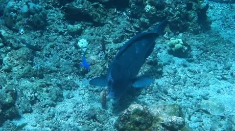 Bumphead parrot fish Stock Footage 45163116