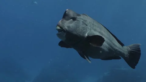 Bumphead Parrotfish in Australia Video stock 303074293