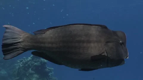 Bumphead Parrotfish in Australia Video stock 303074456