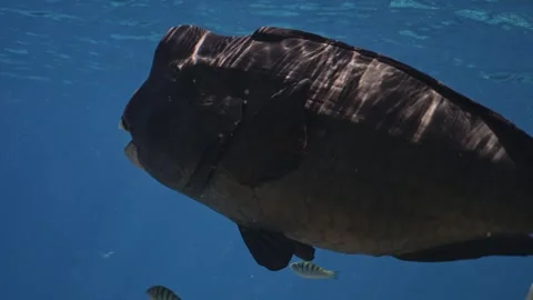 Bumphead Parrotfish in Australia Stock Footage 303074589